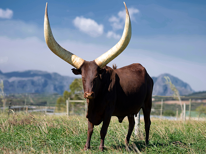 Uncovering the True Story of the Ancient Bachwezi People of Uganda