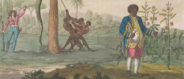 The Story of Graman Quassi: The African Who Discovered the Quinine Substitute - Quassia Amara