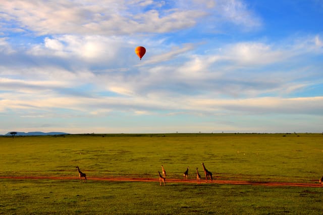 Hot air balloon over giraffes on the Maasai Mara savannah at sunrise