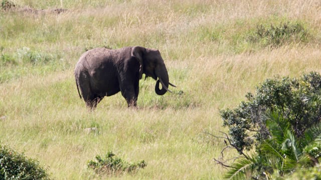 Elephants in the Maasai Mara, Kenya